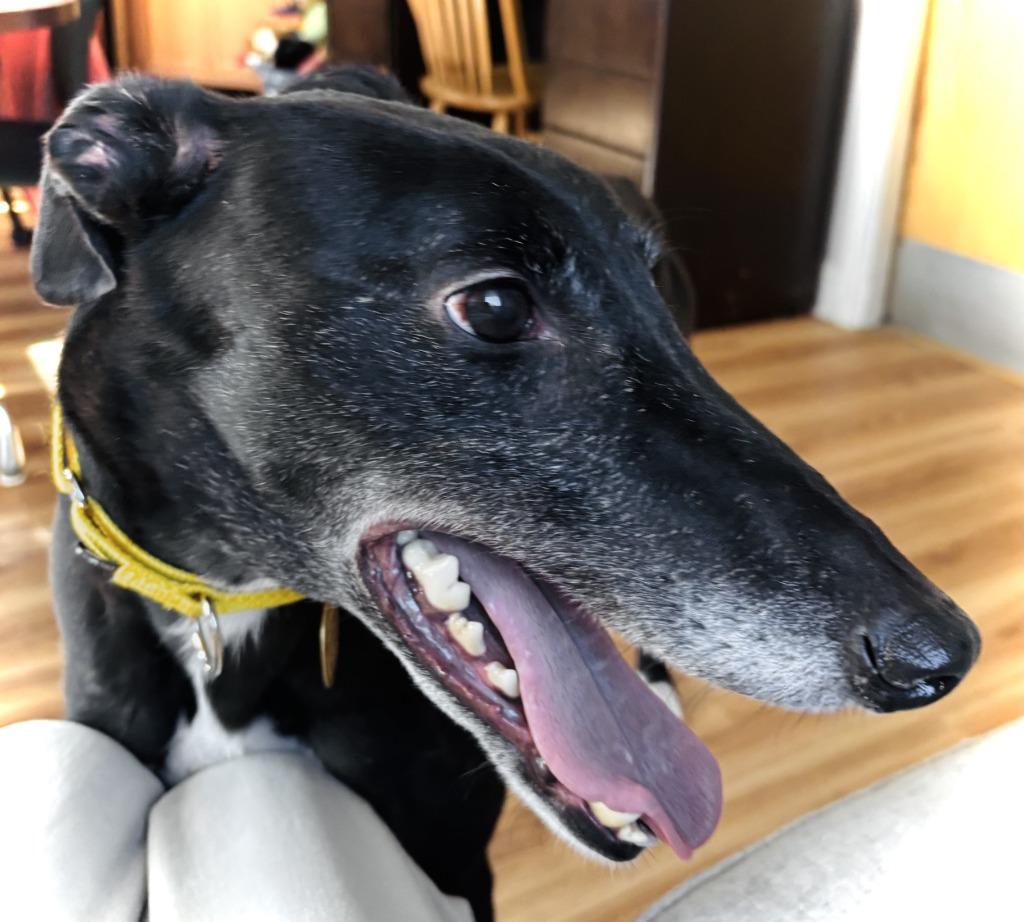Billy, Adoptable, Adult Male Greyhound.