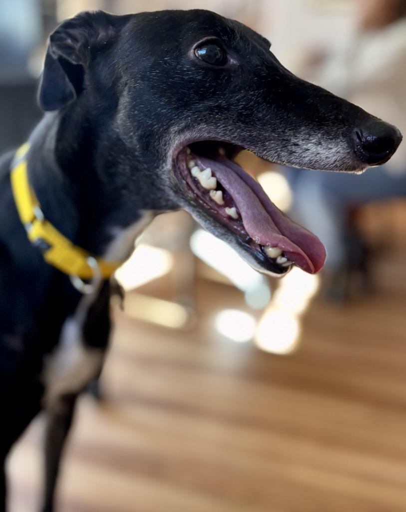 Enlarge Billy, a Adoptable Greyhound in Hopkinton, MA image 2/2