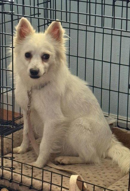 Enlarge Snow, a Adoptable American Eskimo Dog in Fort Wayne, IN image 1/2