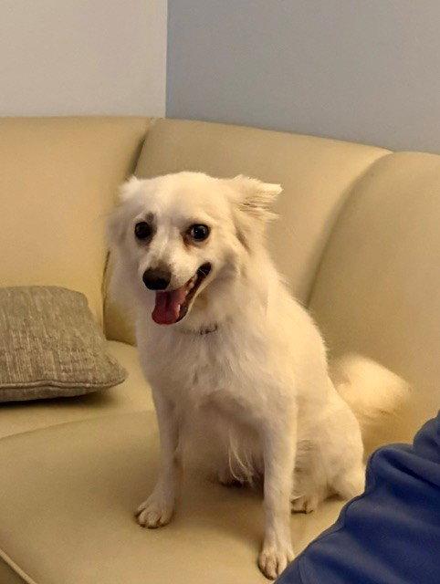 Enlarge Snow, a Adoptable American Eskimo Dog in Fort Wayne, IN image 2/2