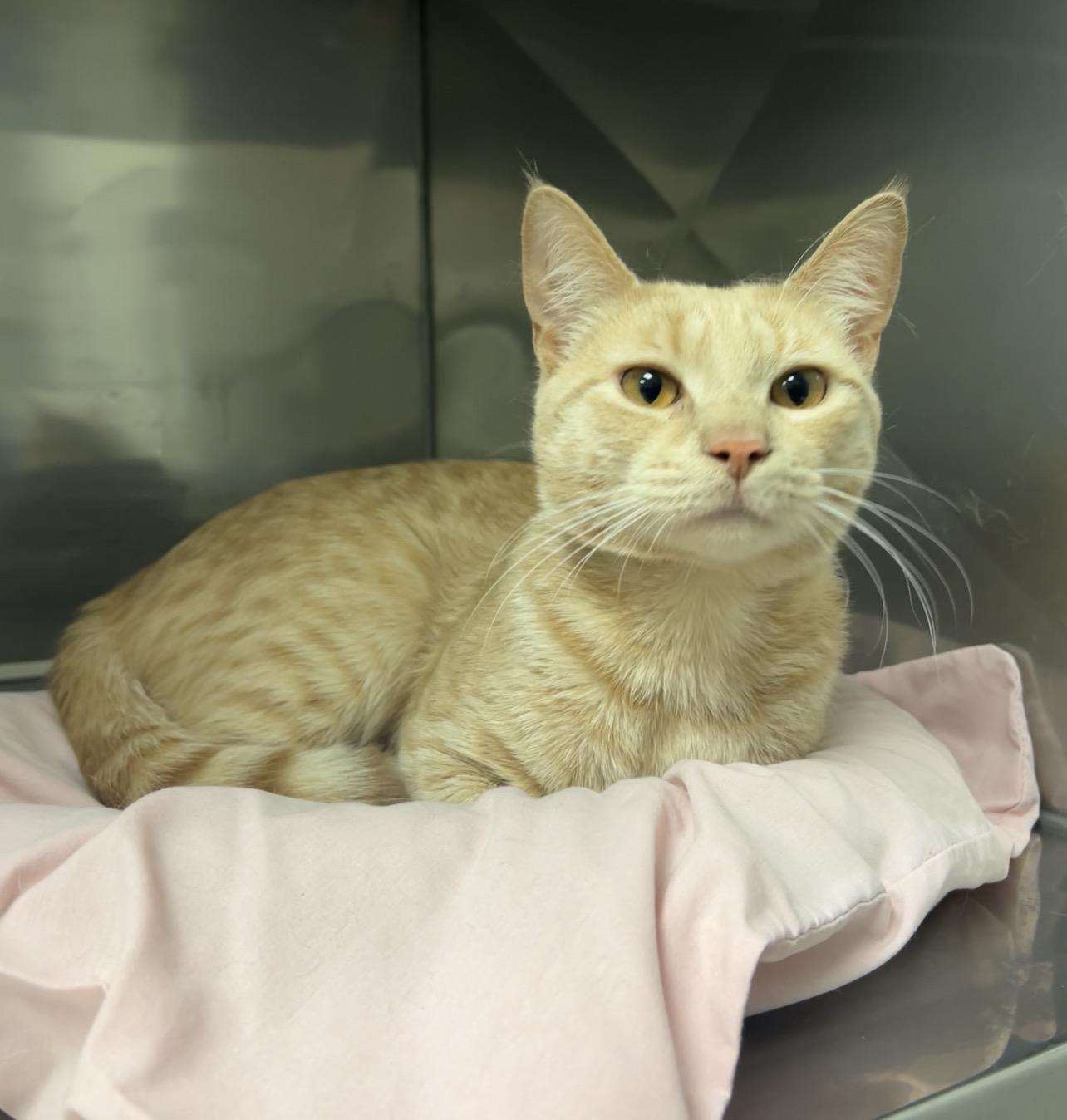 Enlarge Orange Roughy, a Adoptable Domestic Short Hair in Montville, NJ image 2/2