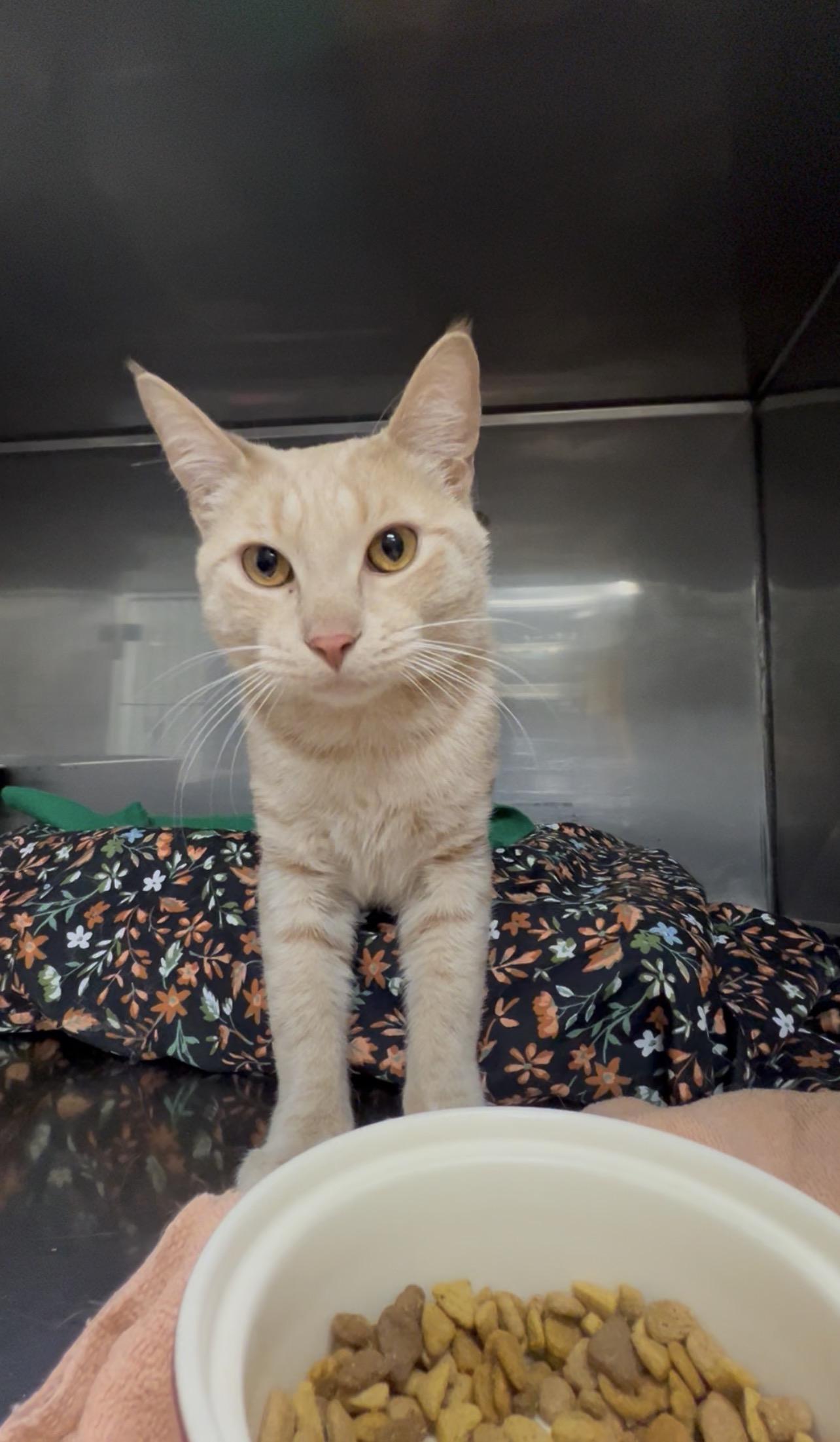 Orange Roughy, Adoptable, Young Male Domestic Short Hair.