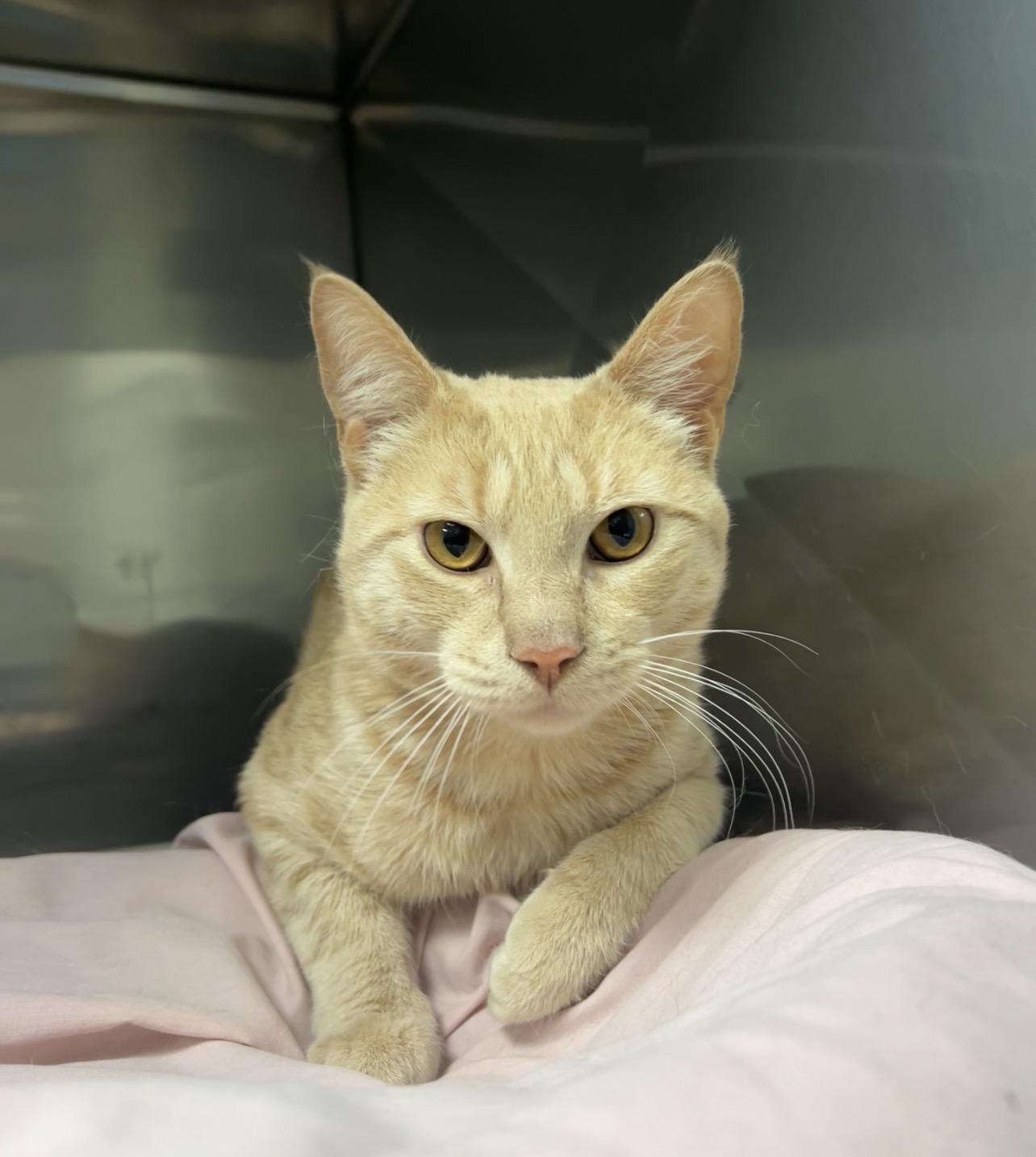 Enlarge Orange Roughy, a Adoptable Domestic Short Hair in Montville, NJ image 1/2
