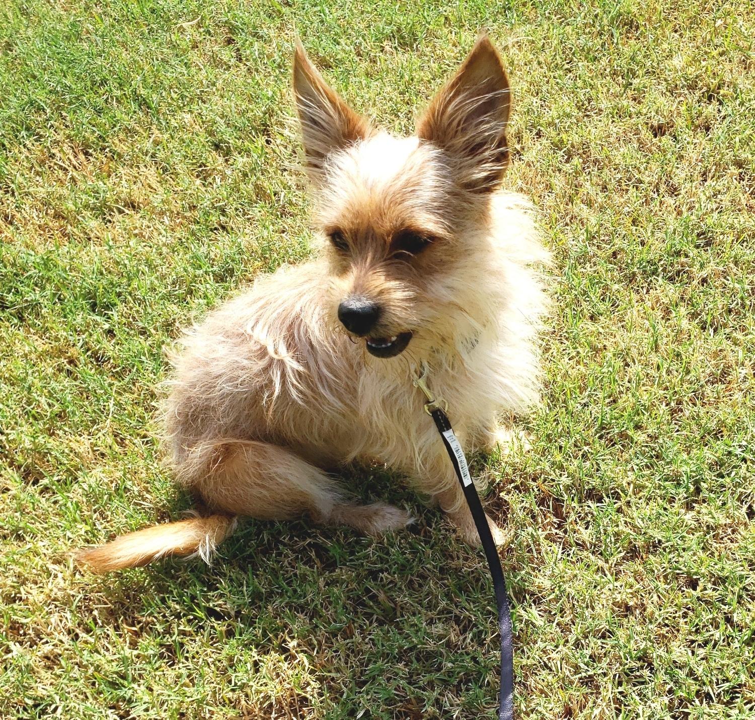 Dog for adoption - Toto, a Yorkshire Terrier &amp; Cairn Terrier Mix in ...