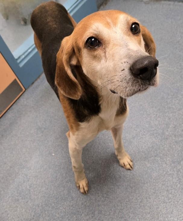 Dale , ADOPTABLE, Senior Male Hound.