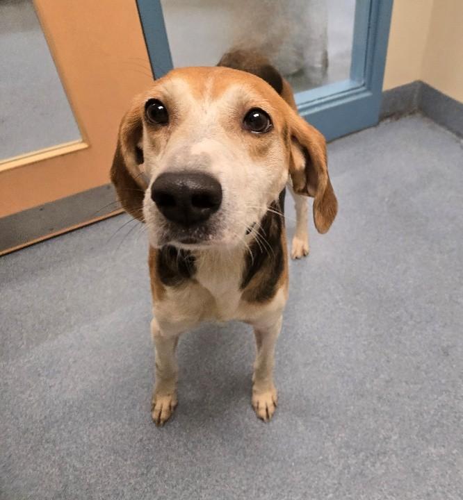 Enlarge Dale , a ADOPTABLE Hound in Suffolk, VA image 2/2
