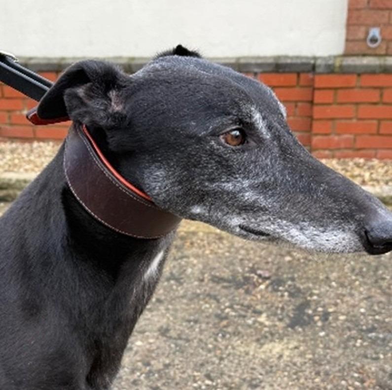 Max, a Adoptable Greyhound in Hopkinton, MA image 1/3