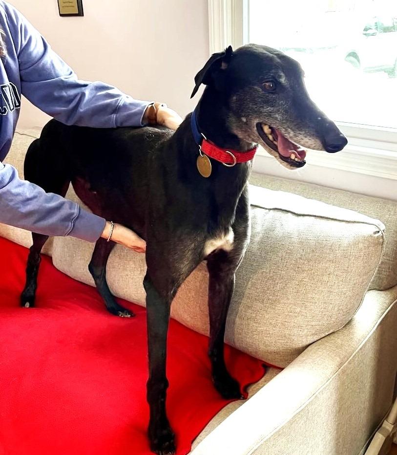 Max, a Adoptable Greyhound in Hopkinton, MA image 2/3