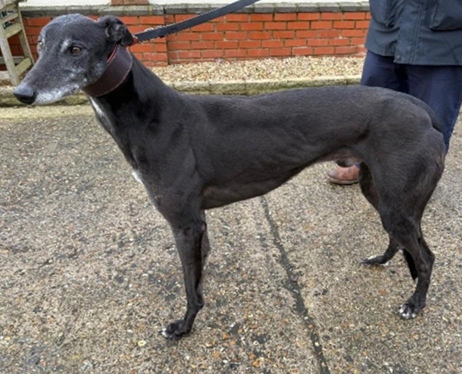 Max, a Adoptable Greyhound in Hopkinton, MA image 3/3