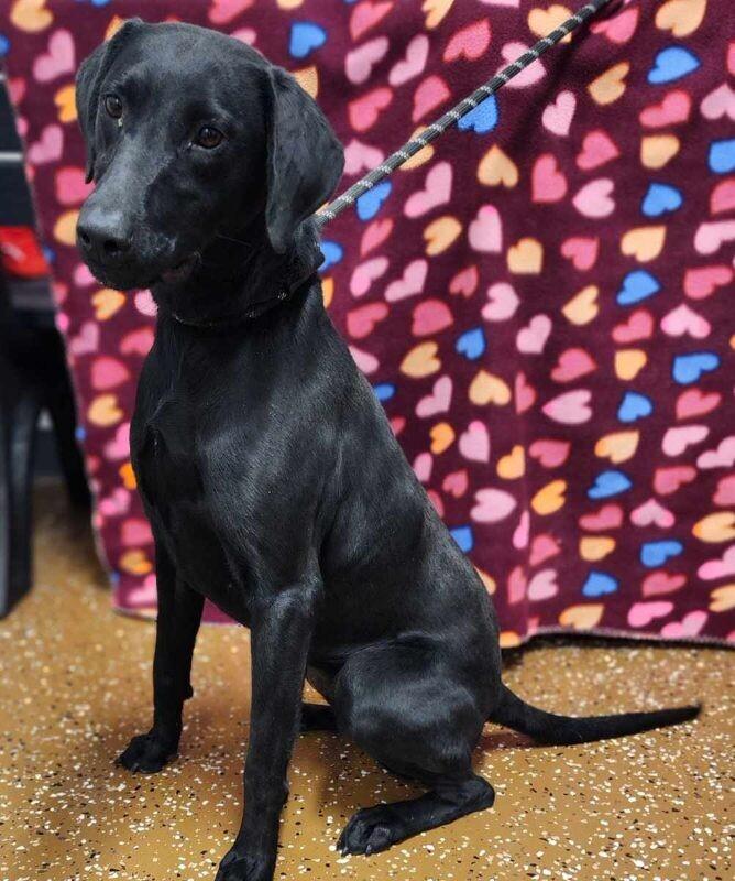 Jamie, a Adoptable mixed breed in Jackson, TN image 1/3