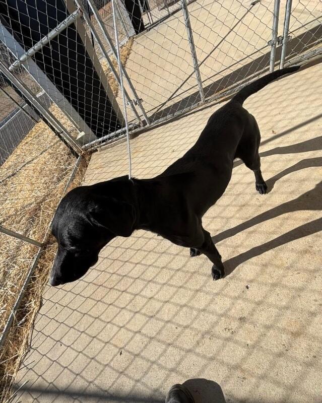 Jamie, a Adoptable mixed breed in Jackson, TN image 2/3
