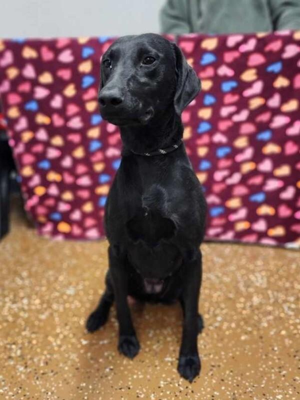 Jamie, a Adoptable mixed breed in Jackson, TN image 3/3