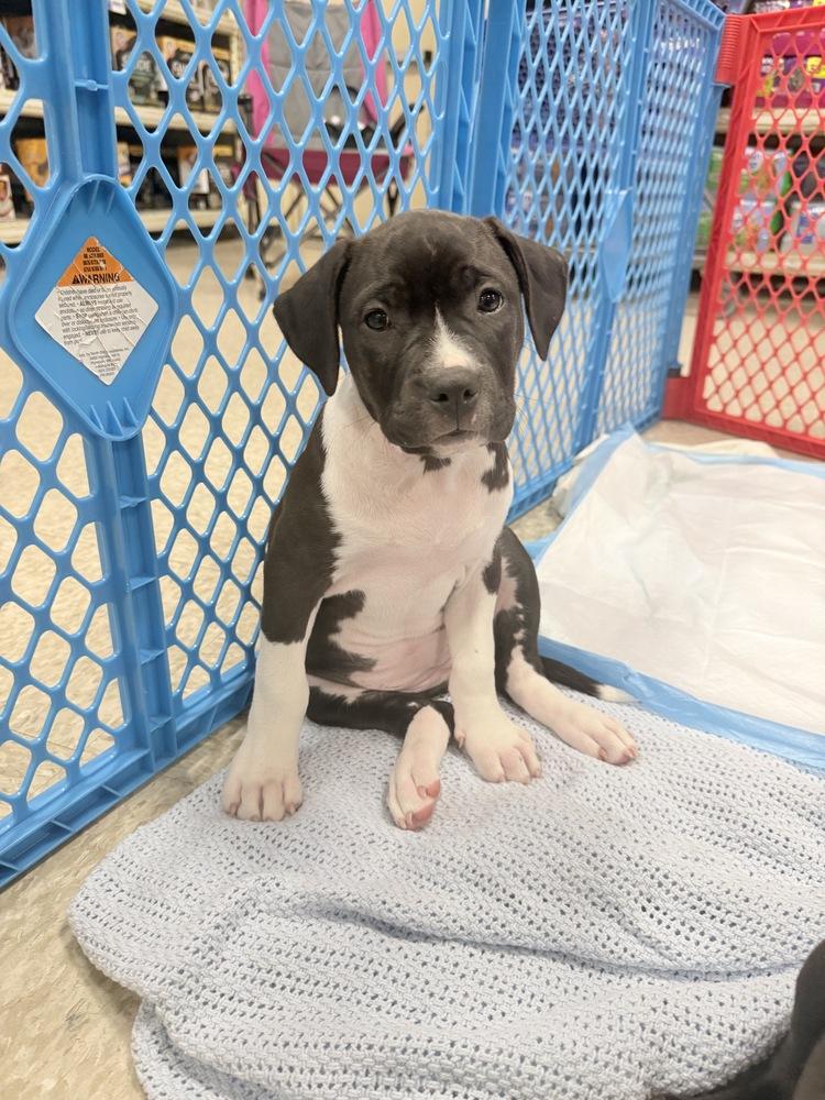 Catania (Tour of Italy 2026) fka Santo Spirito, Adoptable, Puppy Female Pit Bull Terrier & Mixed Breed.