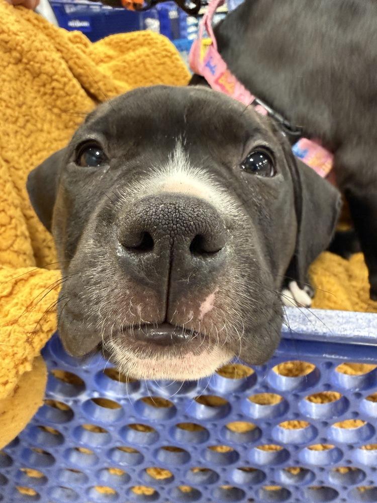 Catania (Tour of Italy 2026) fka Santo Spirito, a Adoptable mixed breed in Wenonah, NJ image 2/3