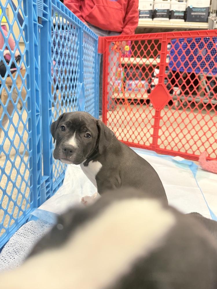 Catania (Tour of Italy 2026) fka Santo Spirito, a Adoptable mixed breed in Wenonah, NJ image 3/3
