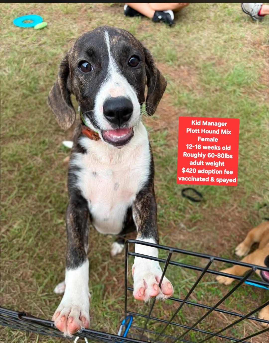 Kid Manager, ADOPTABLE, Puppy Female Plott Hound.