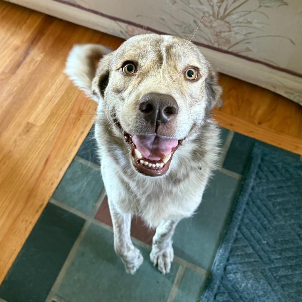 Enlarge Wesley, a Adoptable Mixed Breed in McKean, PA image 1/6