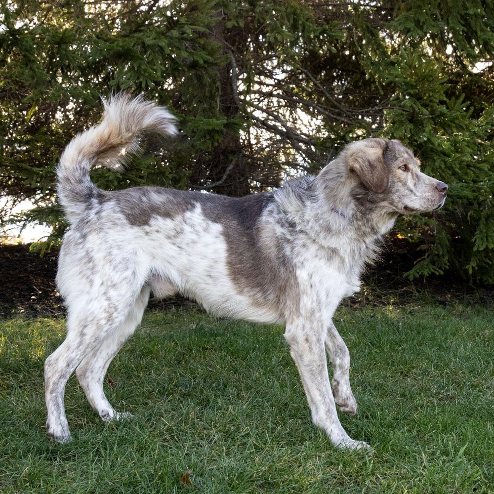 Enlarge Wesley, a Adoptable Mixed Breed in McKean, PA image 2/6