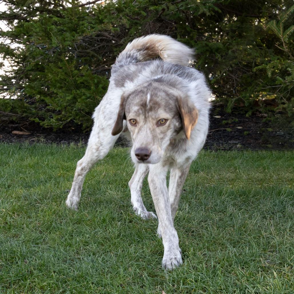 Enlarge Wesley, a Adoptable Mixed Breed in McKean, PA image 3/6