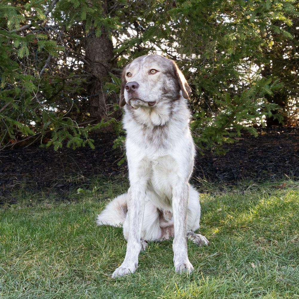 Enlarge Wesley, a Adoptable Mixed Breed in McKean, PA image 4/6