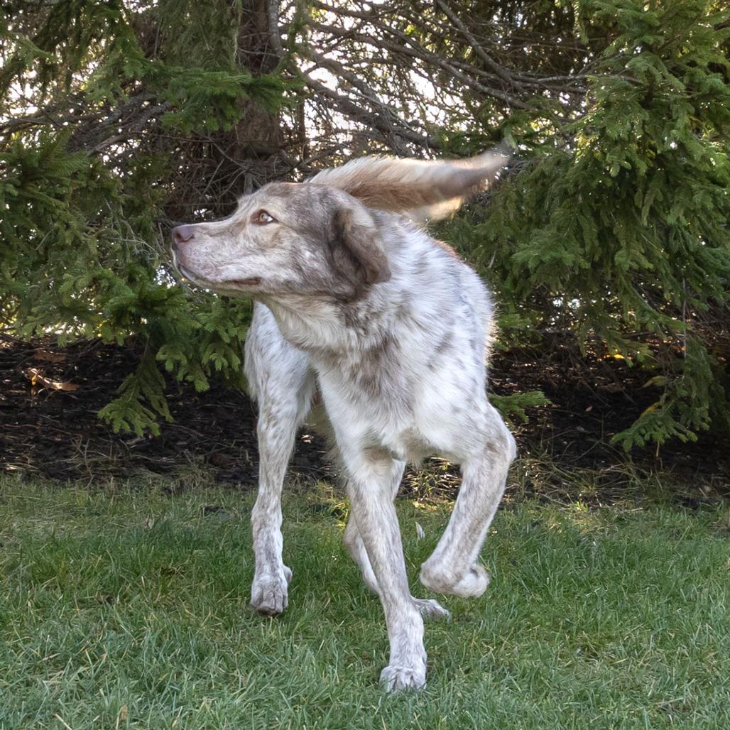 Enlarge Wesley, a Adoptable Mixed Breed in McKean, PA image 5/6