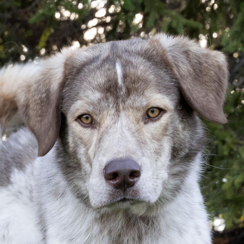 Enlarge Wesley, a Adoptable Mixed Breed in McKean, PA image 6/6