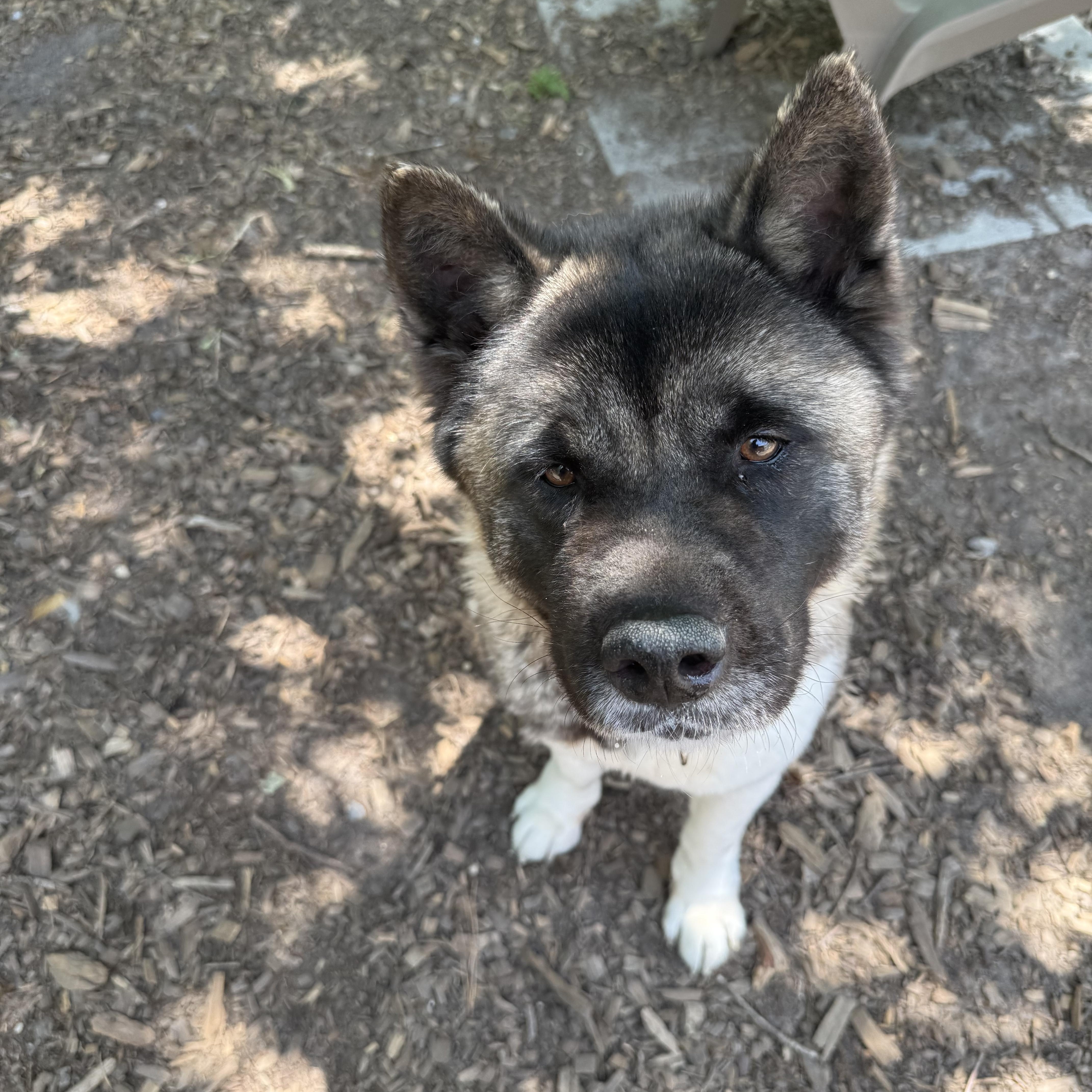 Winnie, a ADOPTABLE Akita in Toms River, NJ image 2/3