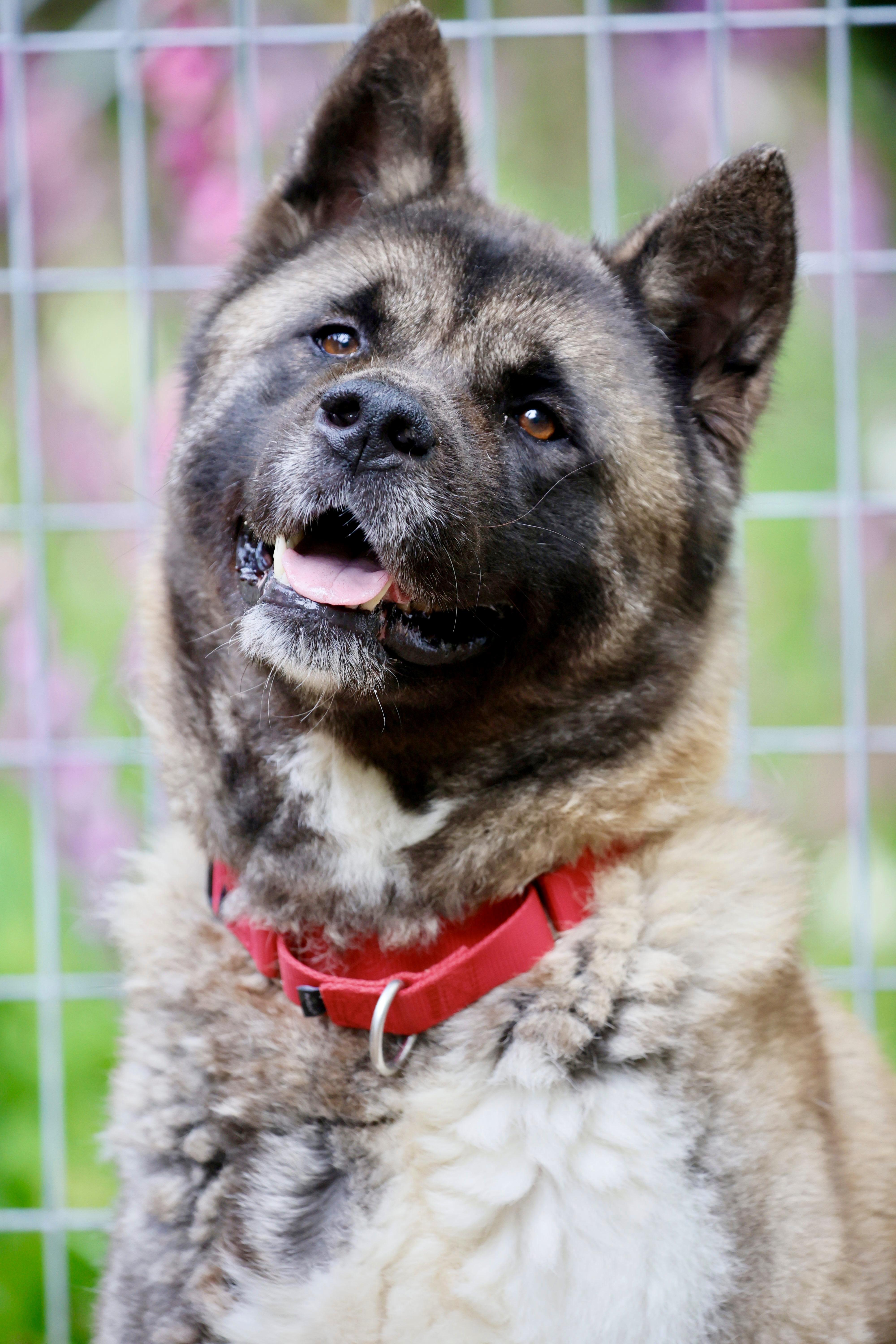 Winnie, a ADOPTABLE Akita in Toms River, NJ image 4/5