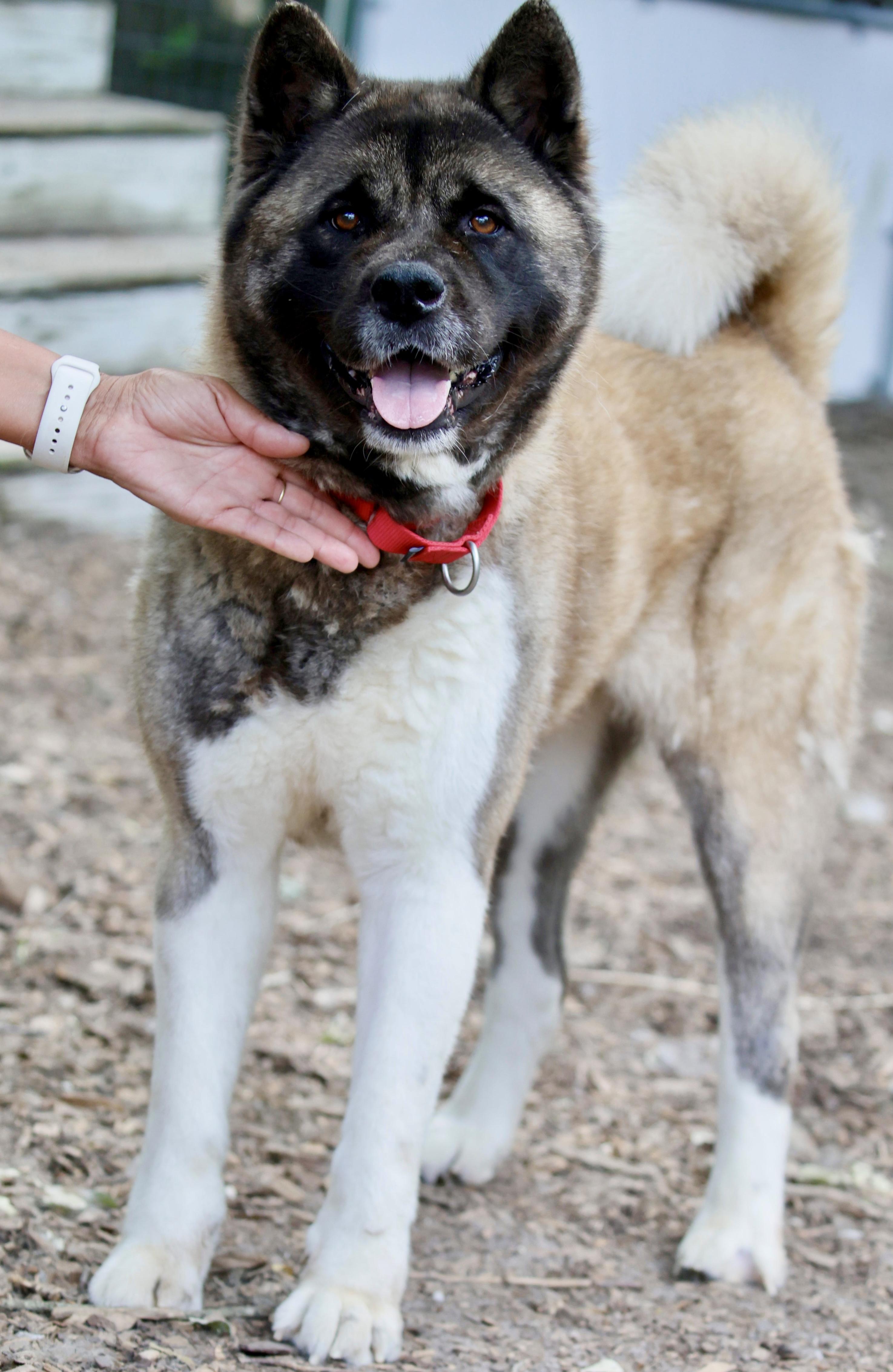 Winnie, a ADOPTABLE Akita in Toms River, NJ image 3/5