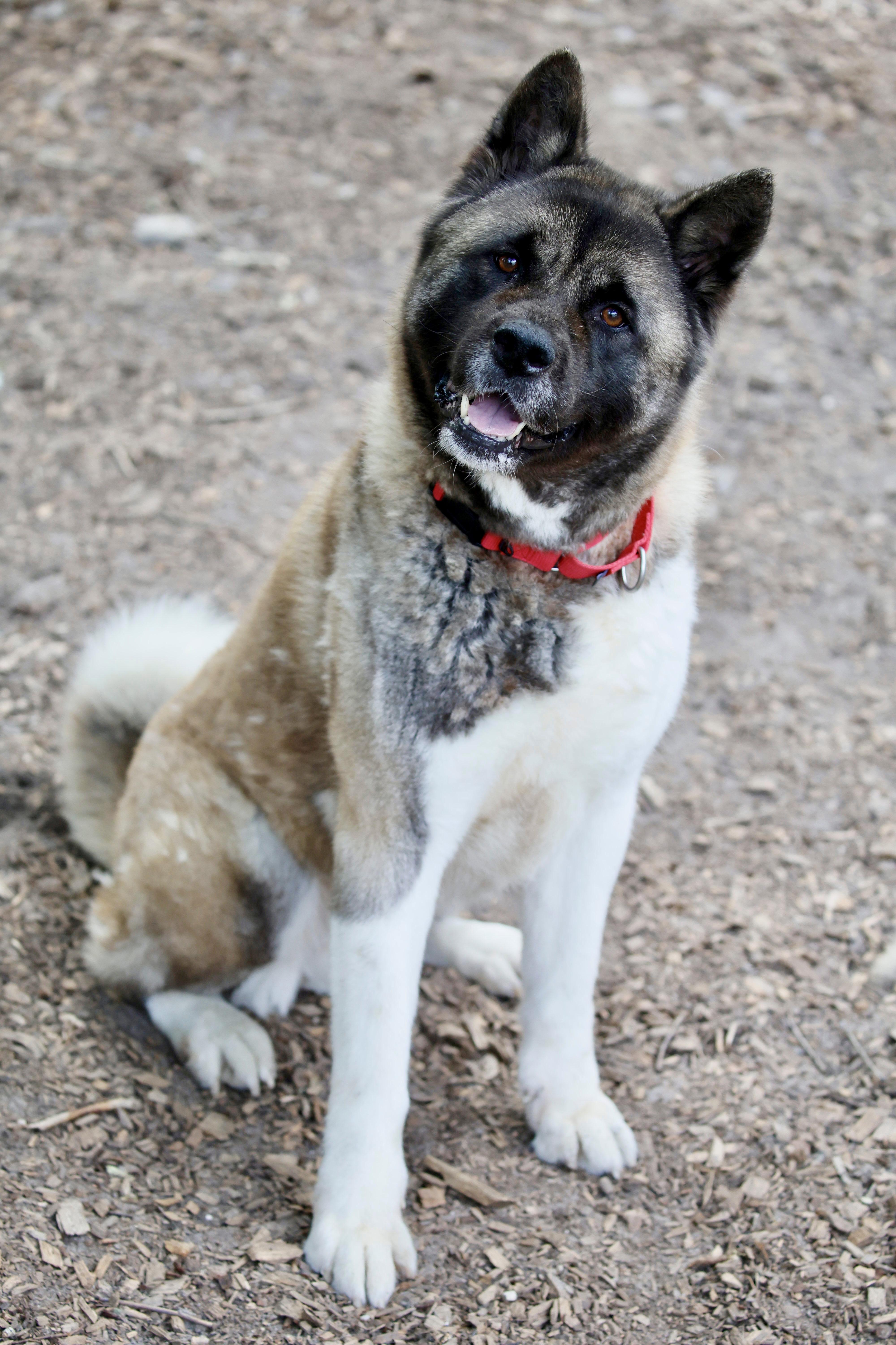Winnie, a ADOPTABLE Akita in Toms River, NJ image 2/5