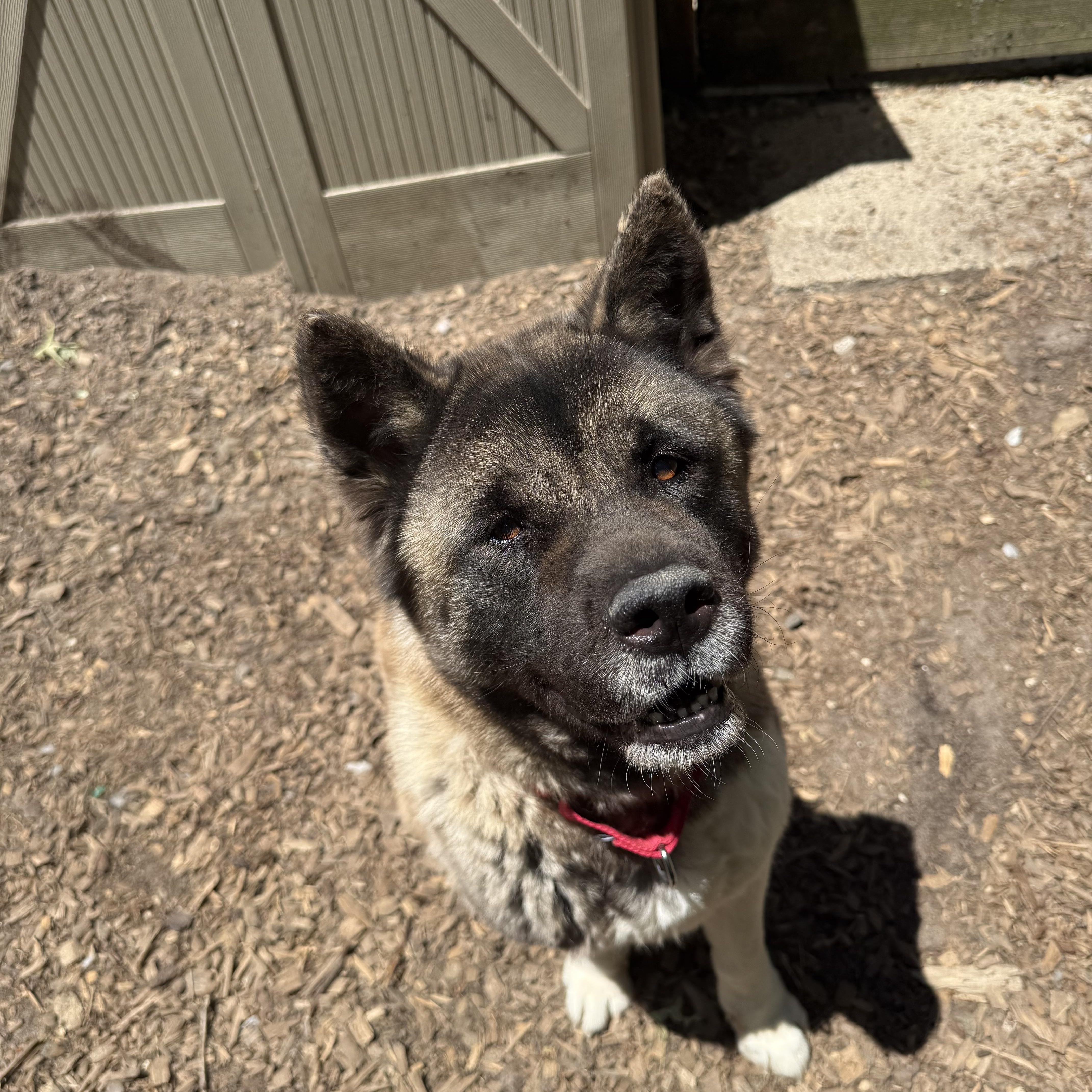 Winnie, a ADOPTABLE Akita in Toms River, NJ image 3/3