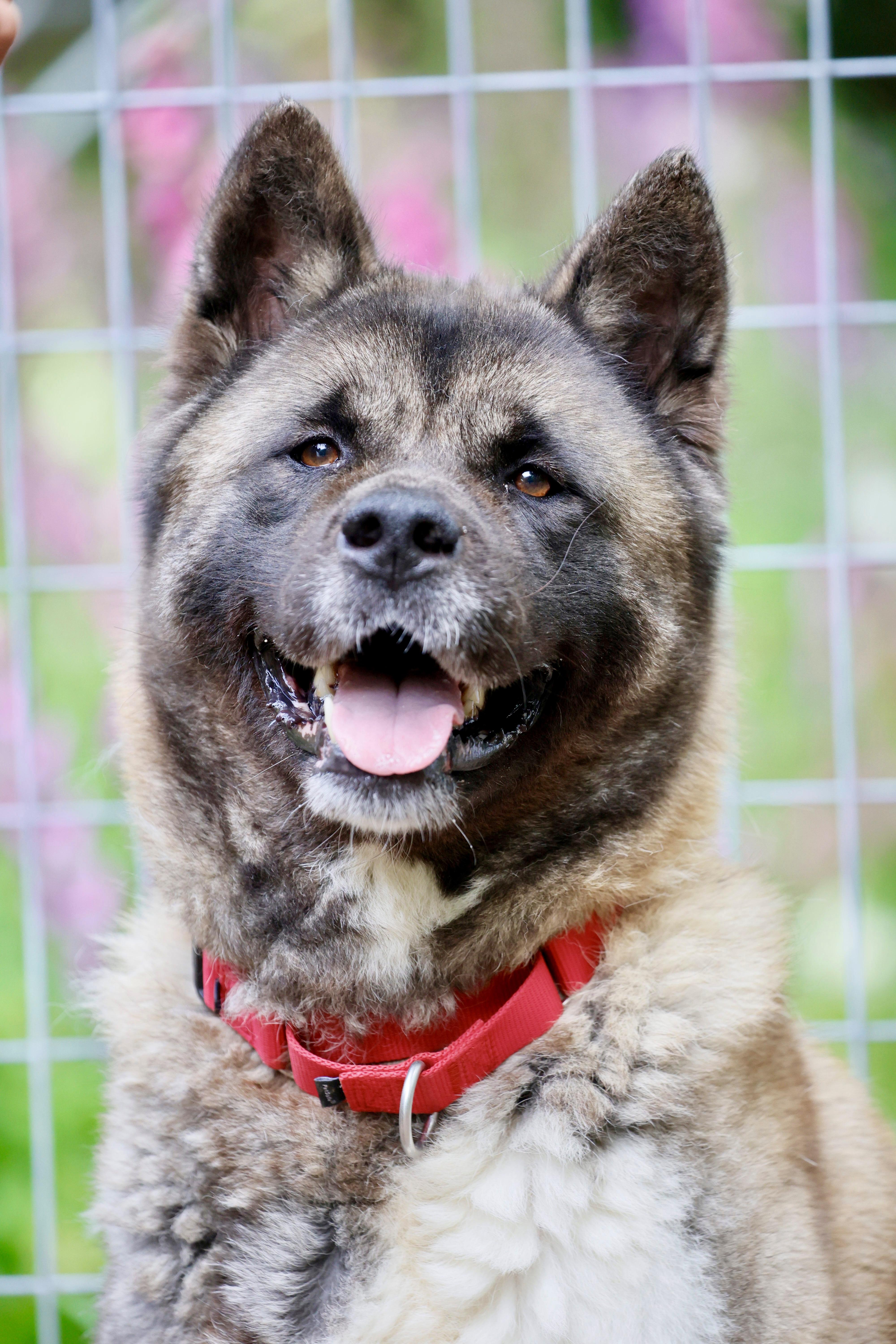 Winnie, ADOPTABLE, Adult Female Akita.