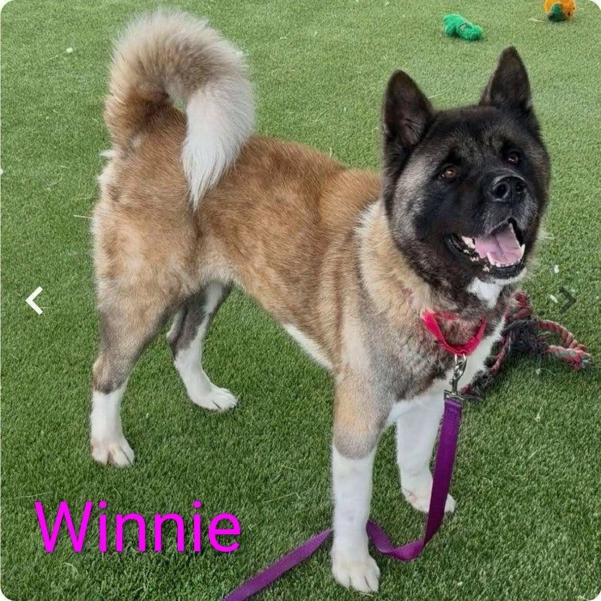 Winnie, ADOPTABLE, Adult Female Akita.