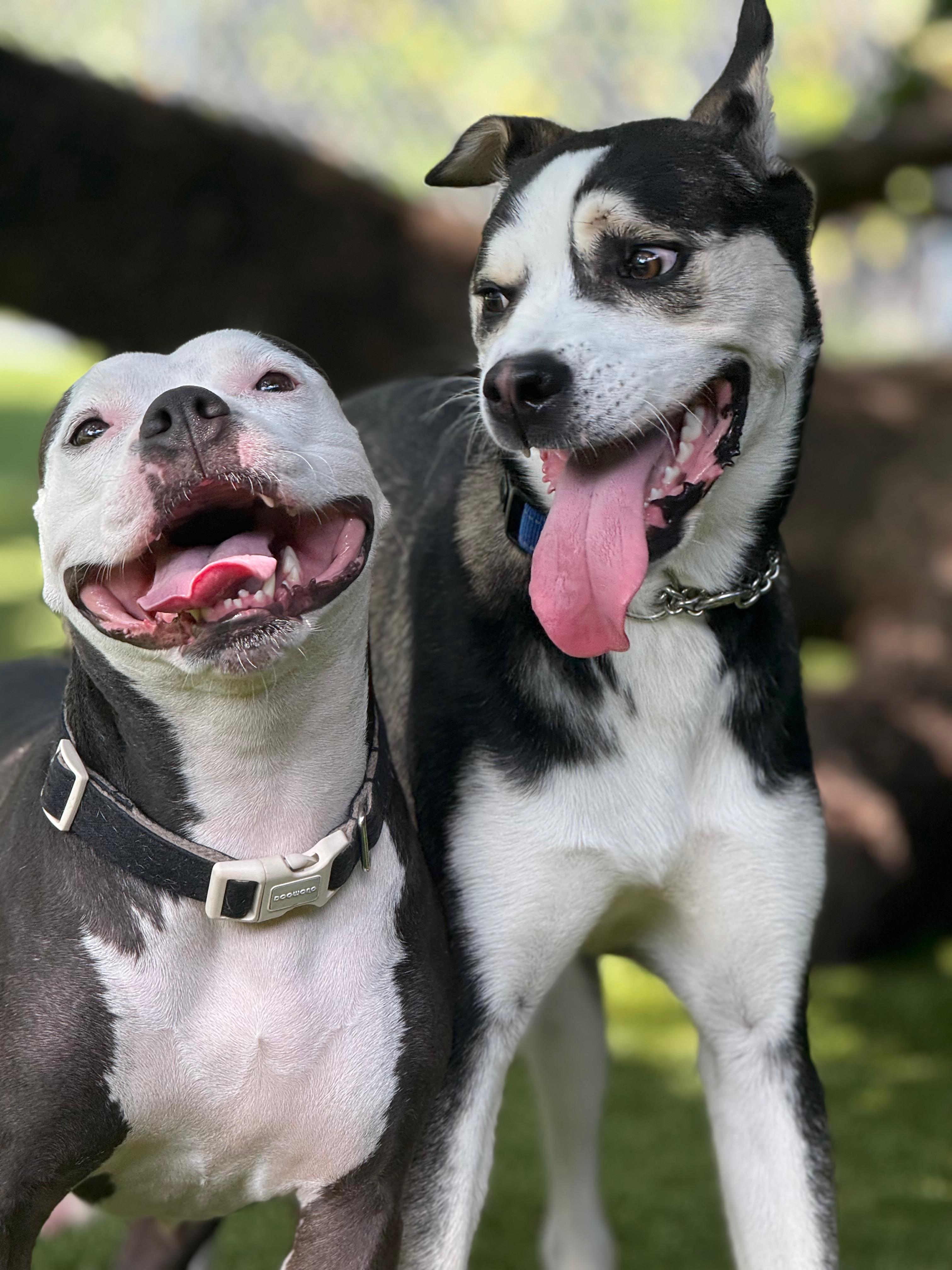 Vela, a Adoptable mixed breed in North Miami, FL image 2/6