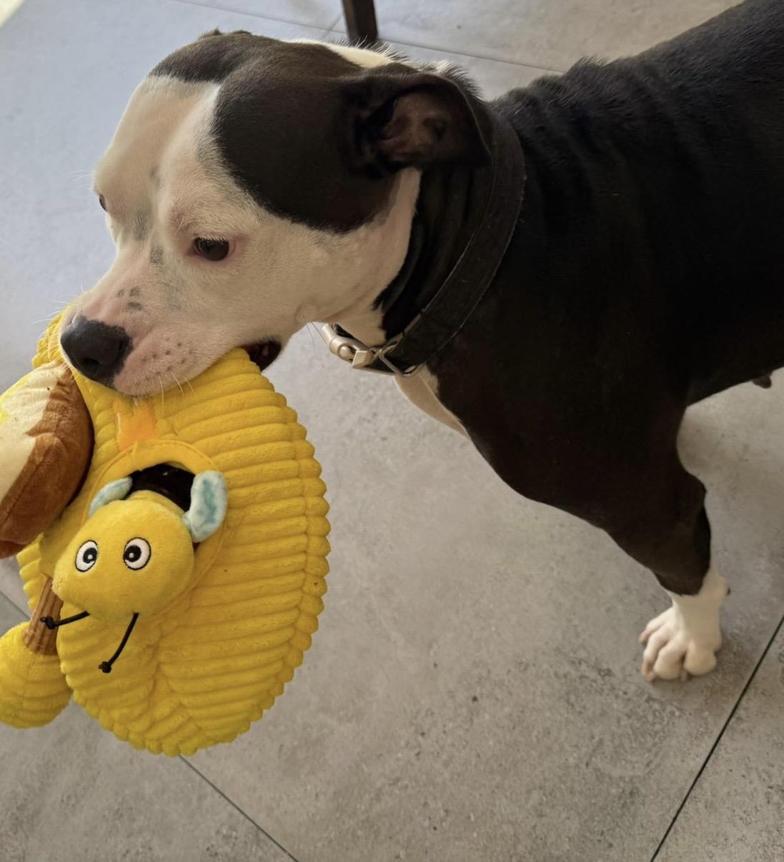 Vela, a Adoptable mixed breed in North Miami, FL image 3/6