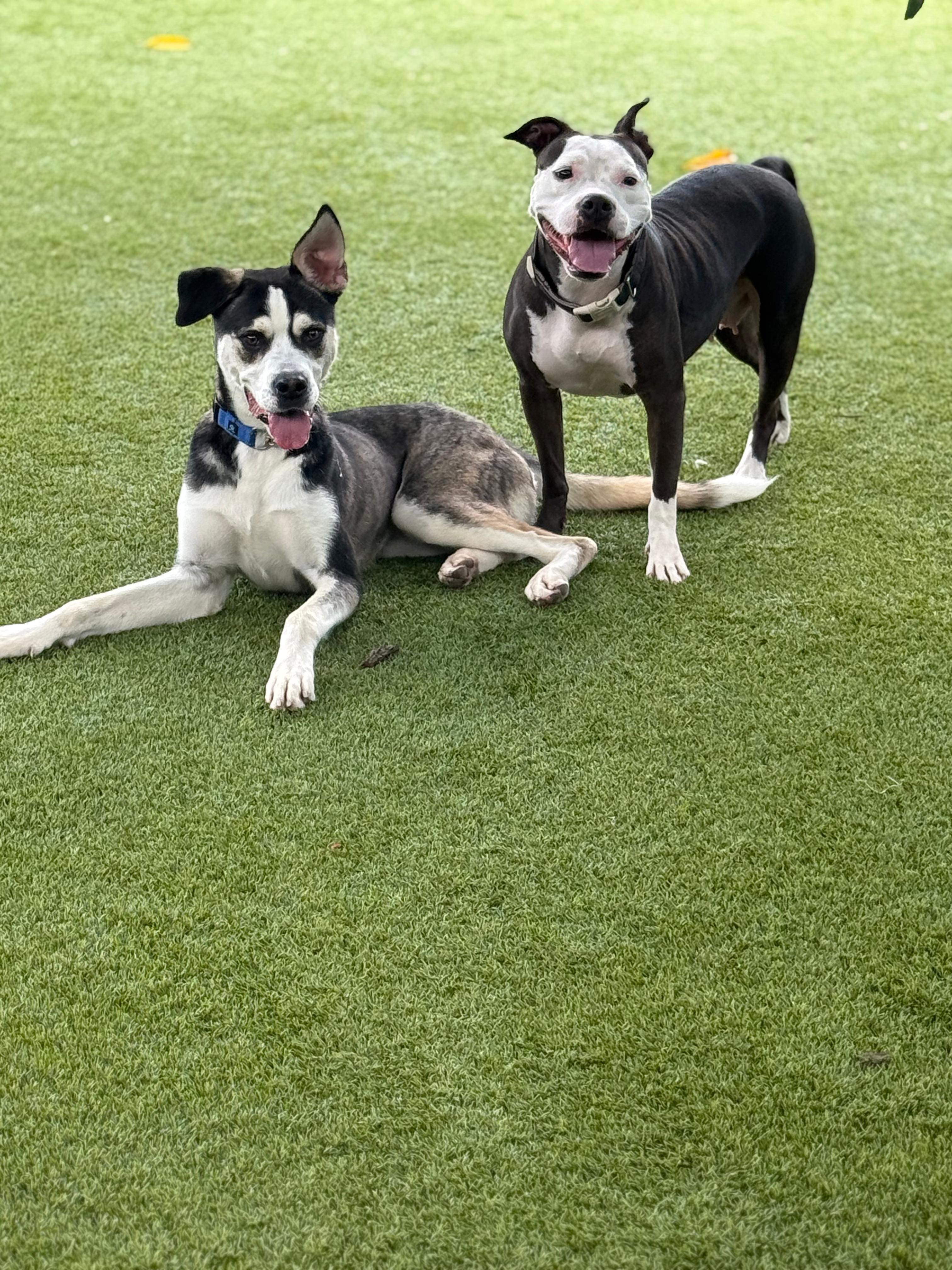 Vela, a Adoptable mixed breed in North Miami, FL image 4/6