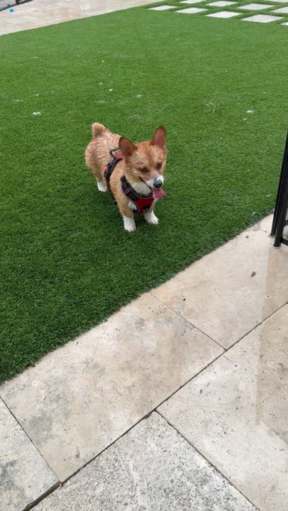 Enlarge Vela, a Adoptable mixed breed in North Miami, FL video 5/6