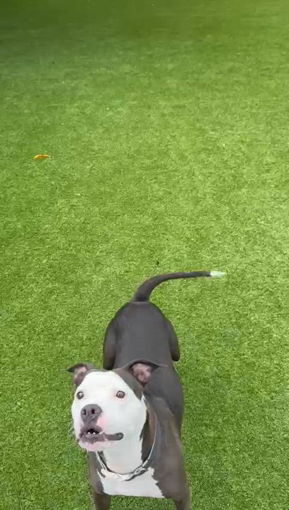 Enlarge Vela, a Adoptable mixed breed in North Miami, FL video 6/6