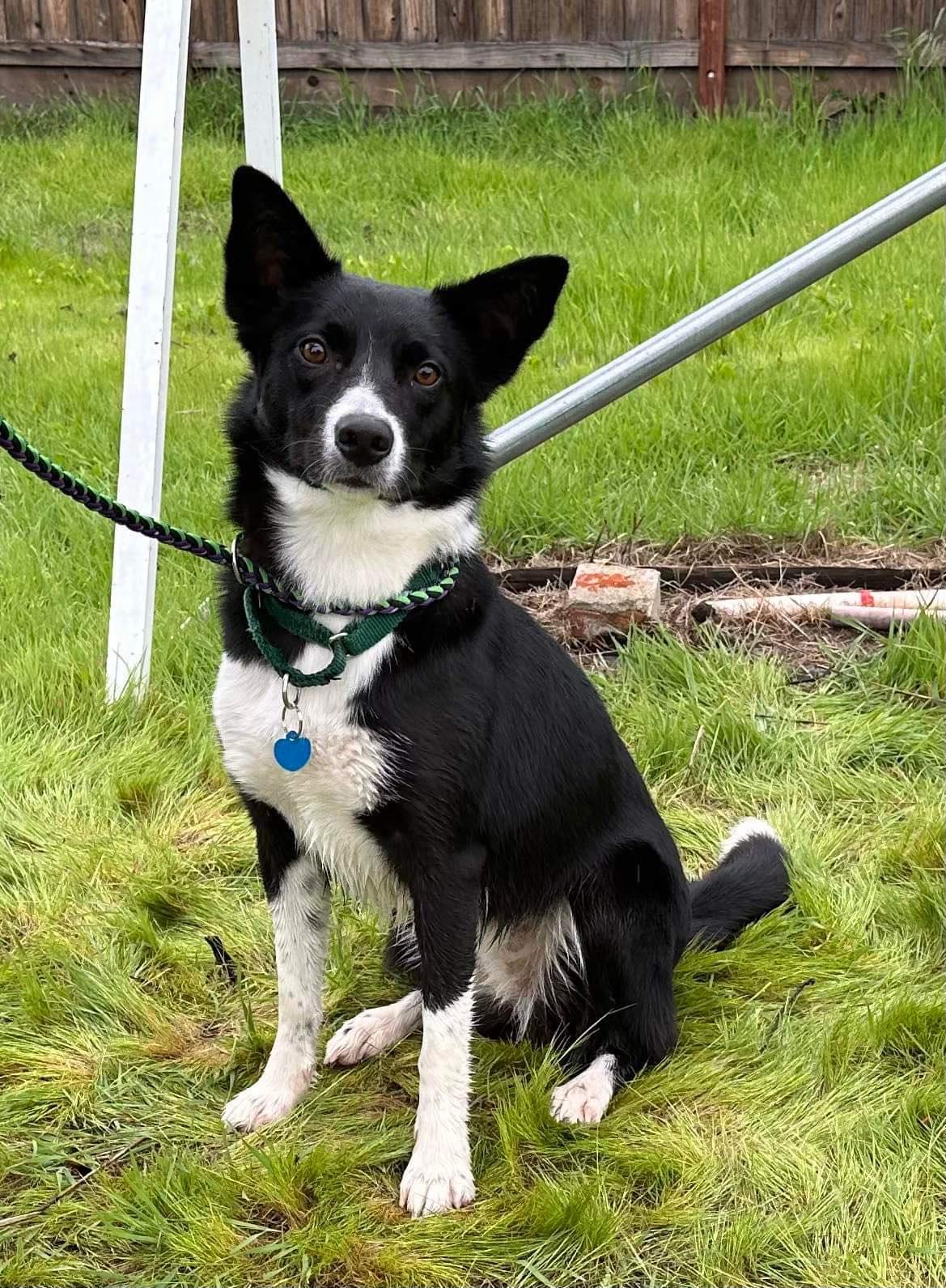 Enlarge Jazz, a Adopted Border Collie in Placerville, CA image 2/2