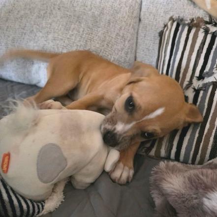 Enlarge Mariana, a Adoptable Mixed Breed in Kansas City, MO image 1/6