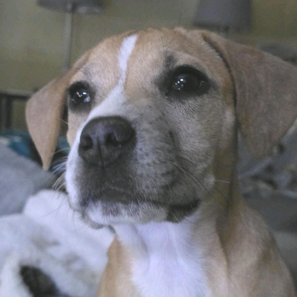 Mariana, Adoptable, Puppy Female Mixed Breed.