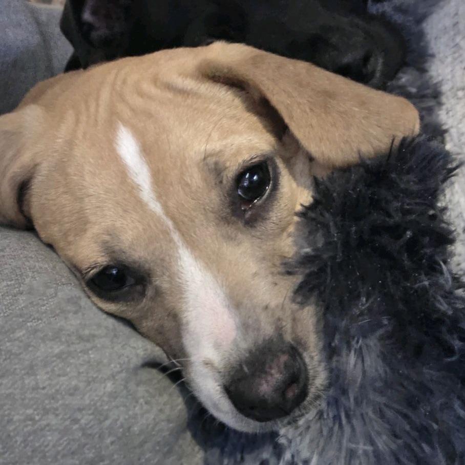 Enlarge Mariana, a Adoptable Mixed Breed in Kansas City, MO image 3/6