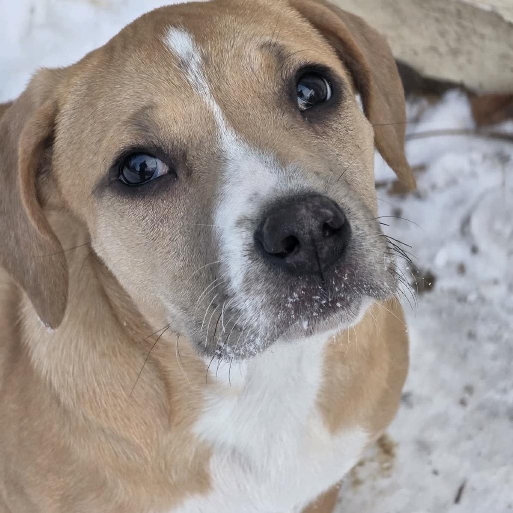 Enlarge Mariana, a Adoptable Mixed Breed in Kansas City, MO image 4/6