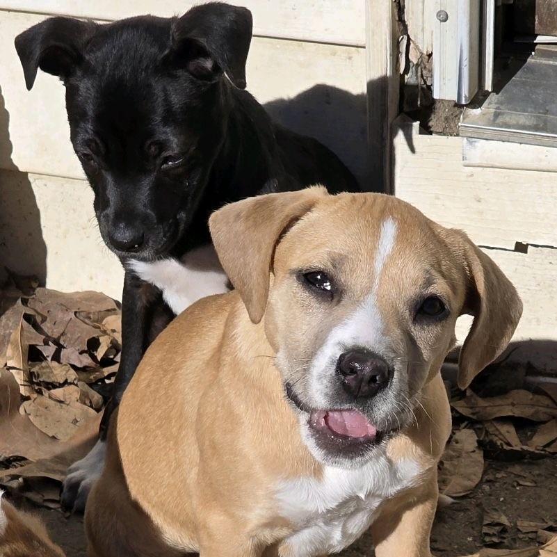 Enlarge Mariana, a Adoptable Mixed Breed in Kansas City, MO image 5/6