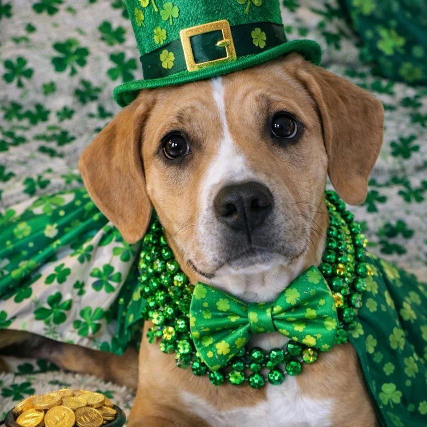 Enlarge Mariana, a Adoptable Mixed Breed in Kansas City, MO image 4/6