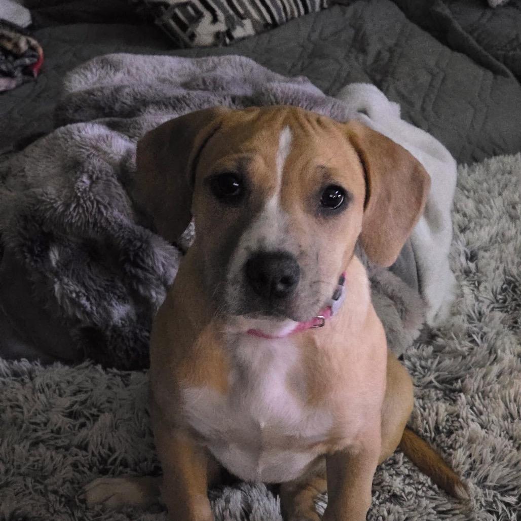 Enlarge Mariana, a Adoptable Mixed Breed in Kansas City, MO image 5/6