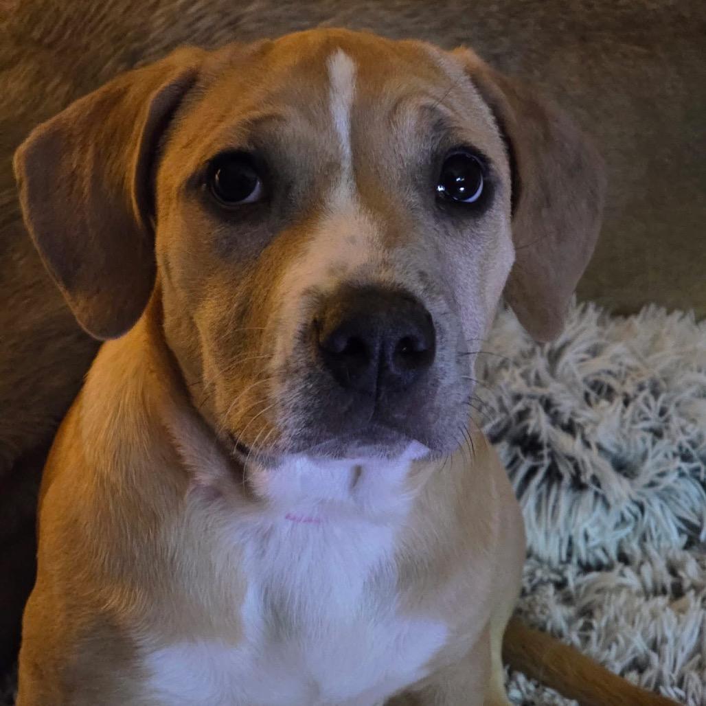 Enlarge Mariana, a Adoptable Mixed Breed in Kansas City, MO image 6/6