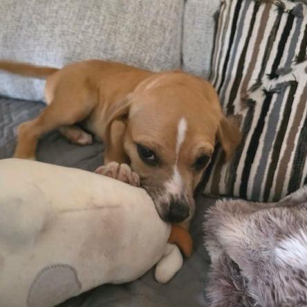 Enlarge Mariana, a Adoptable Mixed Breed in Kansas City, MO image 6/6