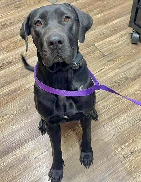 Elle Perdi thumbnail 2