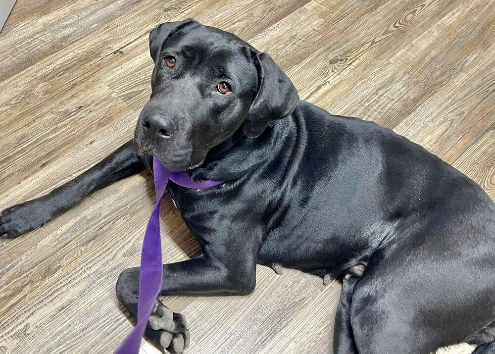 Elle Perdi thumbnail 3